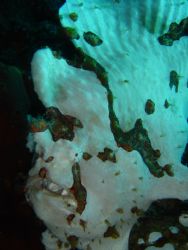White Frog Fish by Raymond Mabasa 